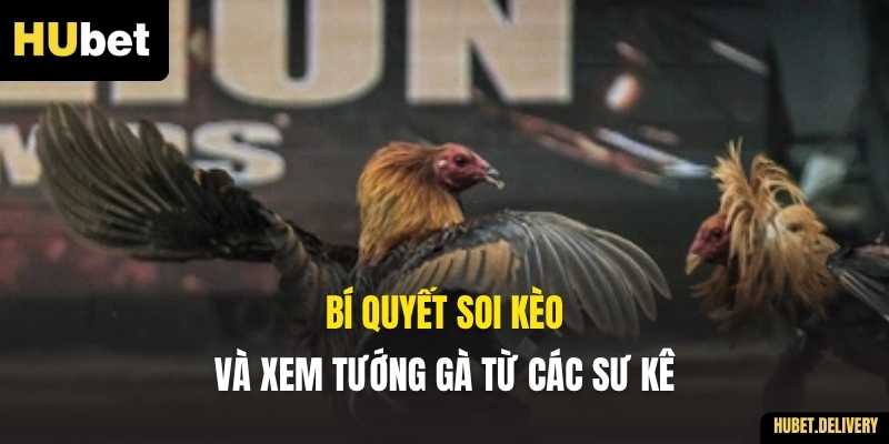 Bí quyết soi kèo và xem tướng gà từ các sư kê