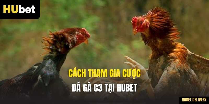 Cách tham gia cược Đá gà C3 tại Hubet