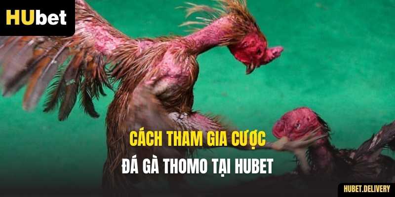 Cách tham gia cược Đá gà Thomo tại Hubet