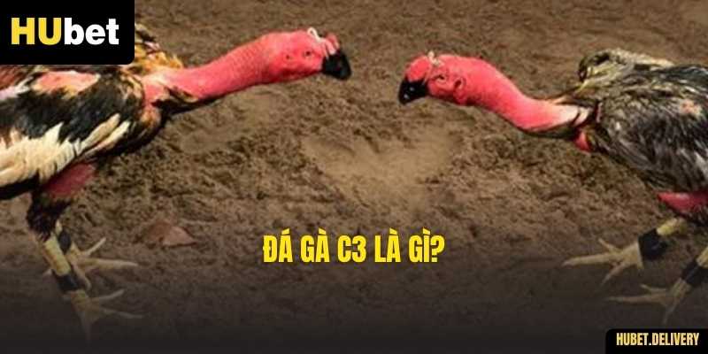Đá gà C3 là gì?