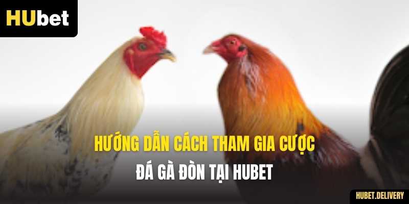 Đá Gà C3: Trải Nghiệm Các Trận Đấu Hấp Dẫn Tại Hubet 2025