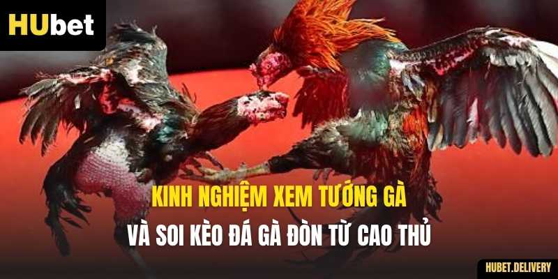 Kinh nghiệm xem tướng gà và soi kèo Đá gà đòn từ cao thủ