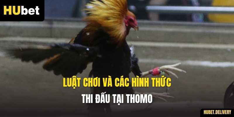 Luật chơi và các hình thức thi đấu tại Thomo