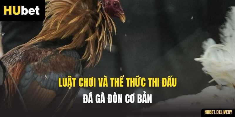Luật chơi và thể thức thi đấu Đá gà đòn cơ bản