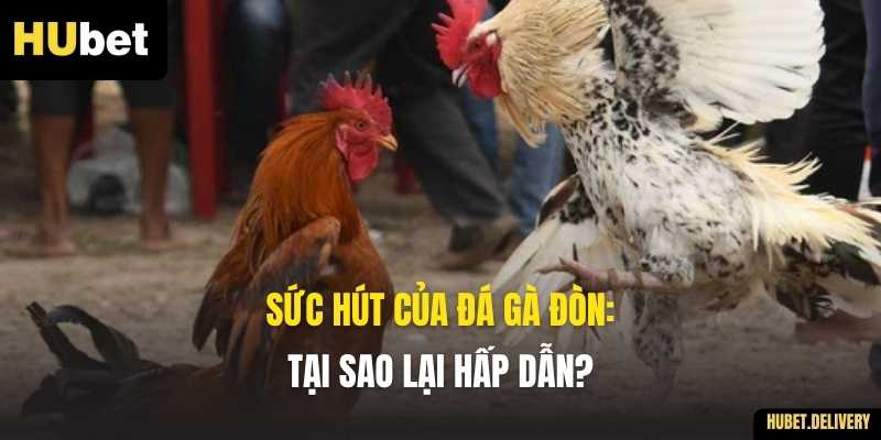 Sức hút của Đá gà đòn: Tại sao lại hấp dẫn?
