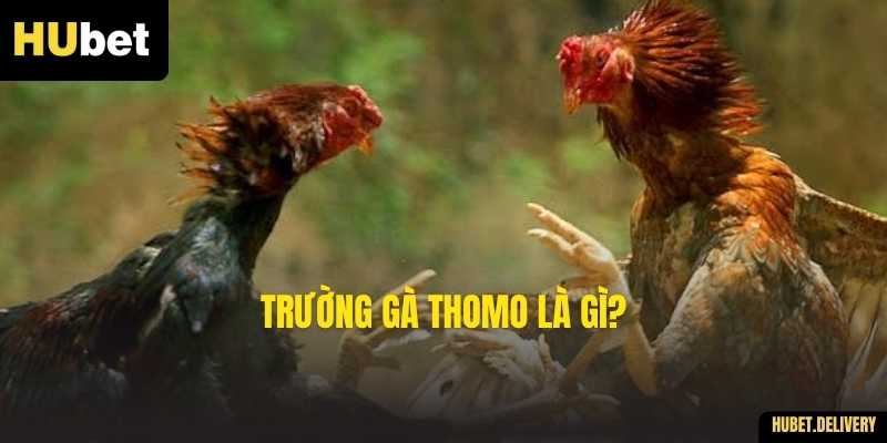 Trường gà Thomo là gì?