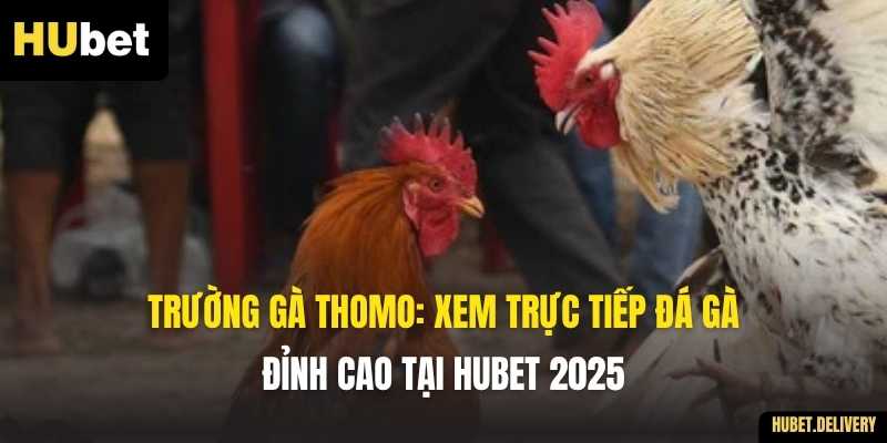 Trường Gà Thomo: Xem Trực Tiếp Đá Gà Đỉnh Cao Tại Hubet 2025