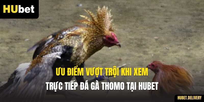 Ưu điểm vượt trội khi xem trực tiếp Đá gà Thomo tại Hubet